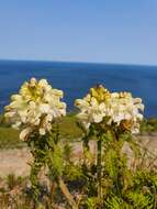 Image of Pedicularis schistostegia Vved.