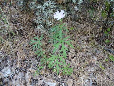 Image of Malva tournefortiana L.