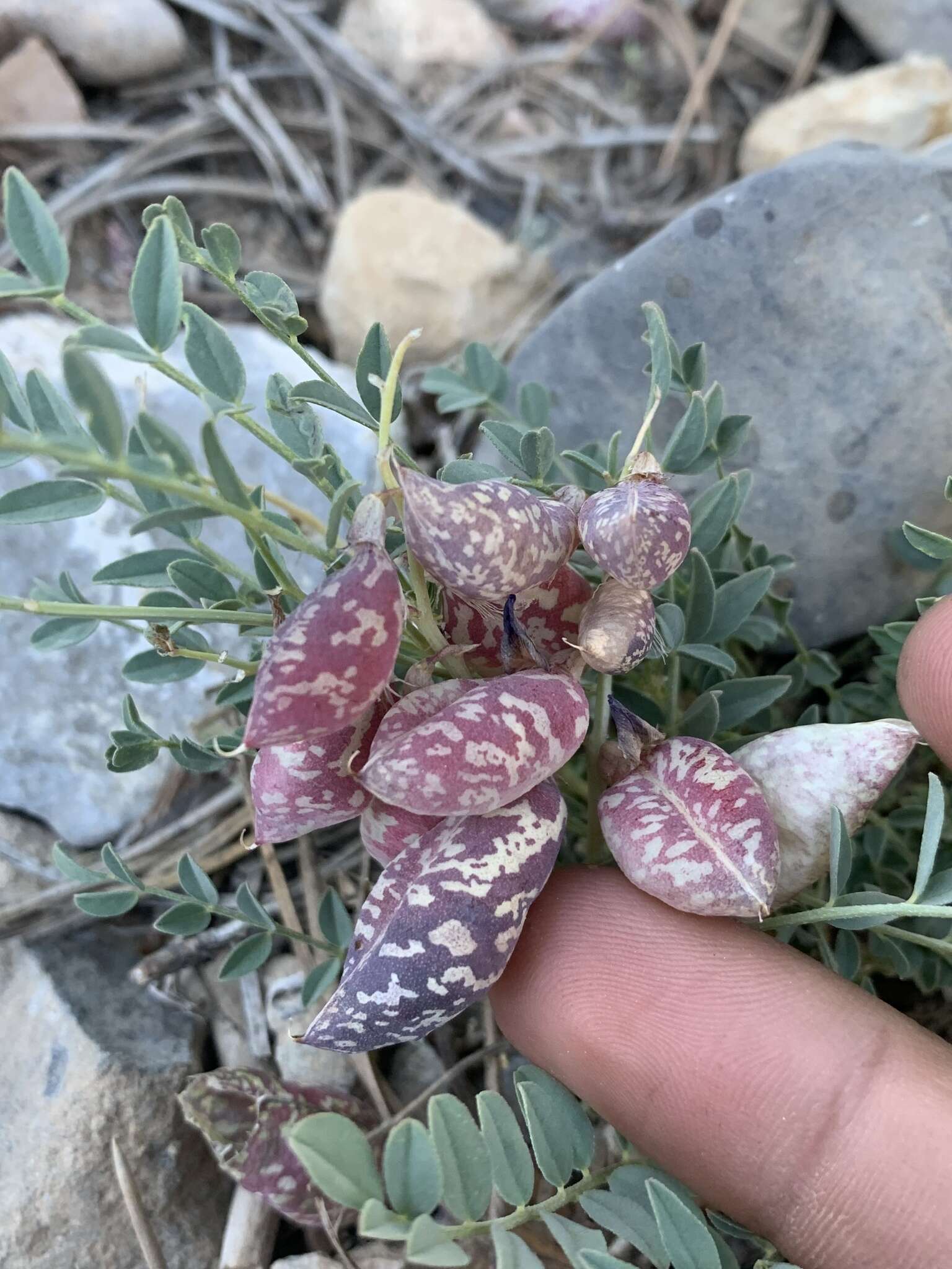 Image of egg milkvetch