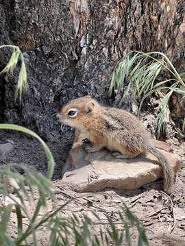 Image of Callospermophilus lateralis lateralis (Say 1823)