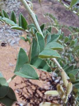 Indigofera mollicoma N. E. Br.的圖片