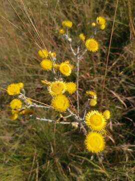 Plancia ëd Helichrysum decorum DC.