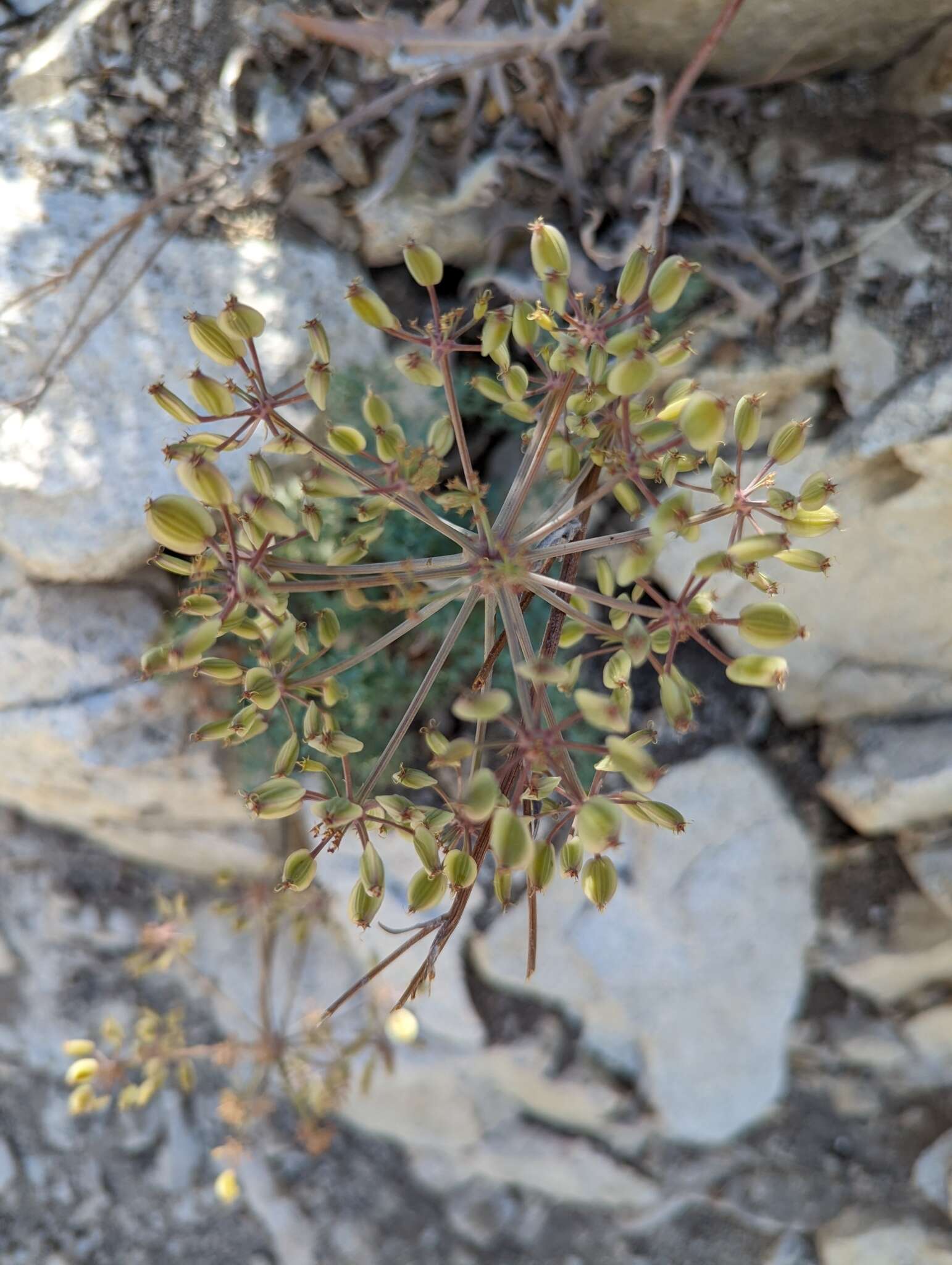 Imagem de Lomatium rigidum (M. E. Jones) Jepson