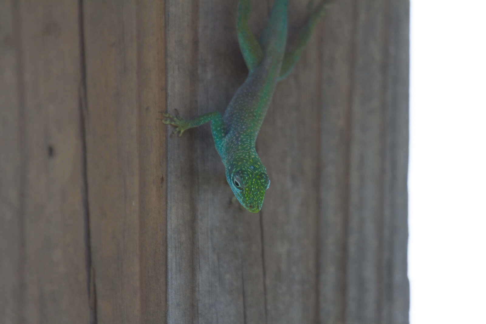 Image of Anolis conspersus conspersus Garman 1887