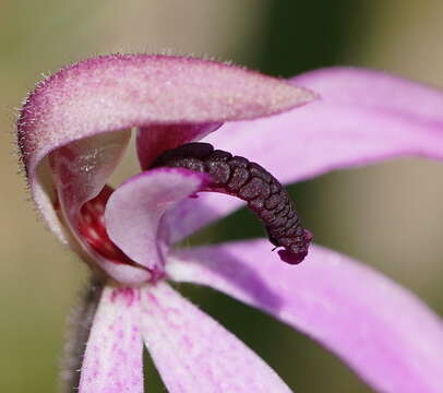 Image of Black-tongue caladenia