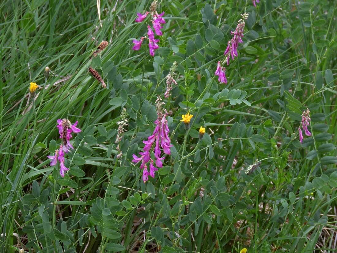 Plancia ëd Hedysarum hedysaroides subsp. hedysaroides