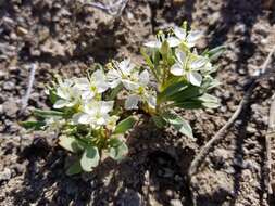 Eremothera nevadensis (Kellogg) W. L. Wagner & Hoch resmi