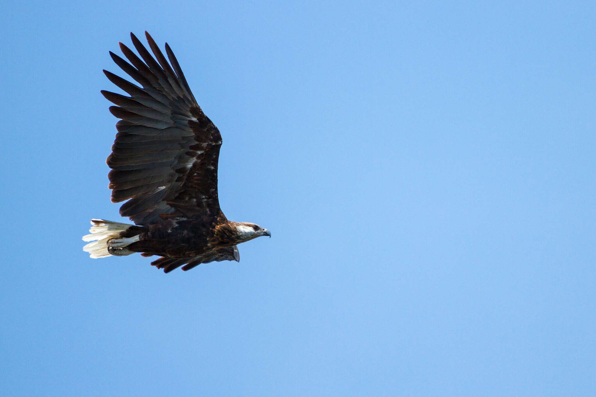 Haliaeetus vociferoides Des Murs 1845 resmi