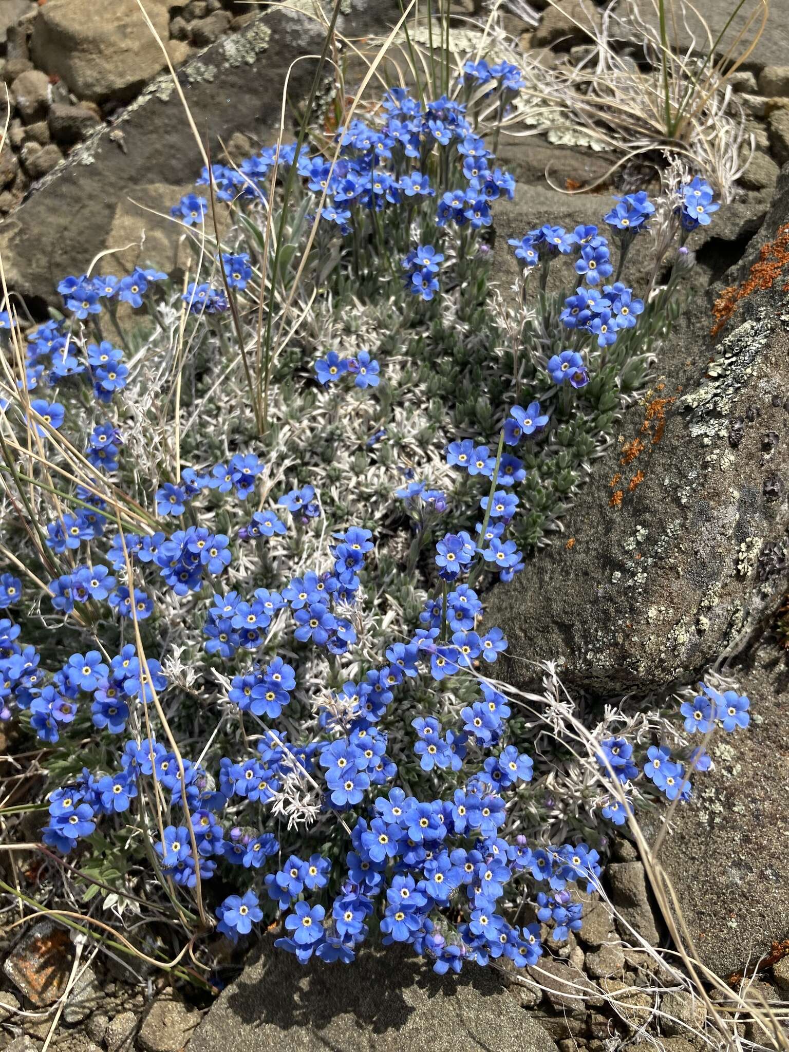 Слика од Eritrichium howardii (A. Gray) Rydb.