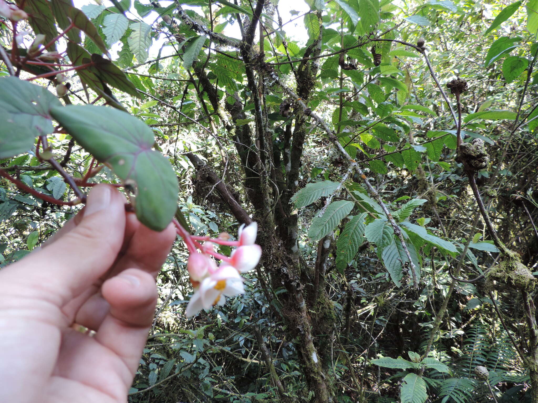 Image of Begonia meyeri-johannis Engl.