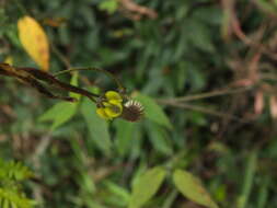 Image of Ceropegia candelabrum subsp. candelabrum