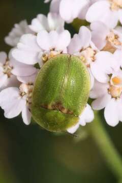 Image of Cassida (Cassida) denticollis Suffrian 1844