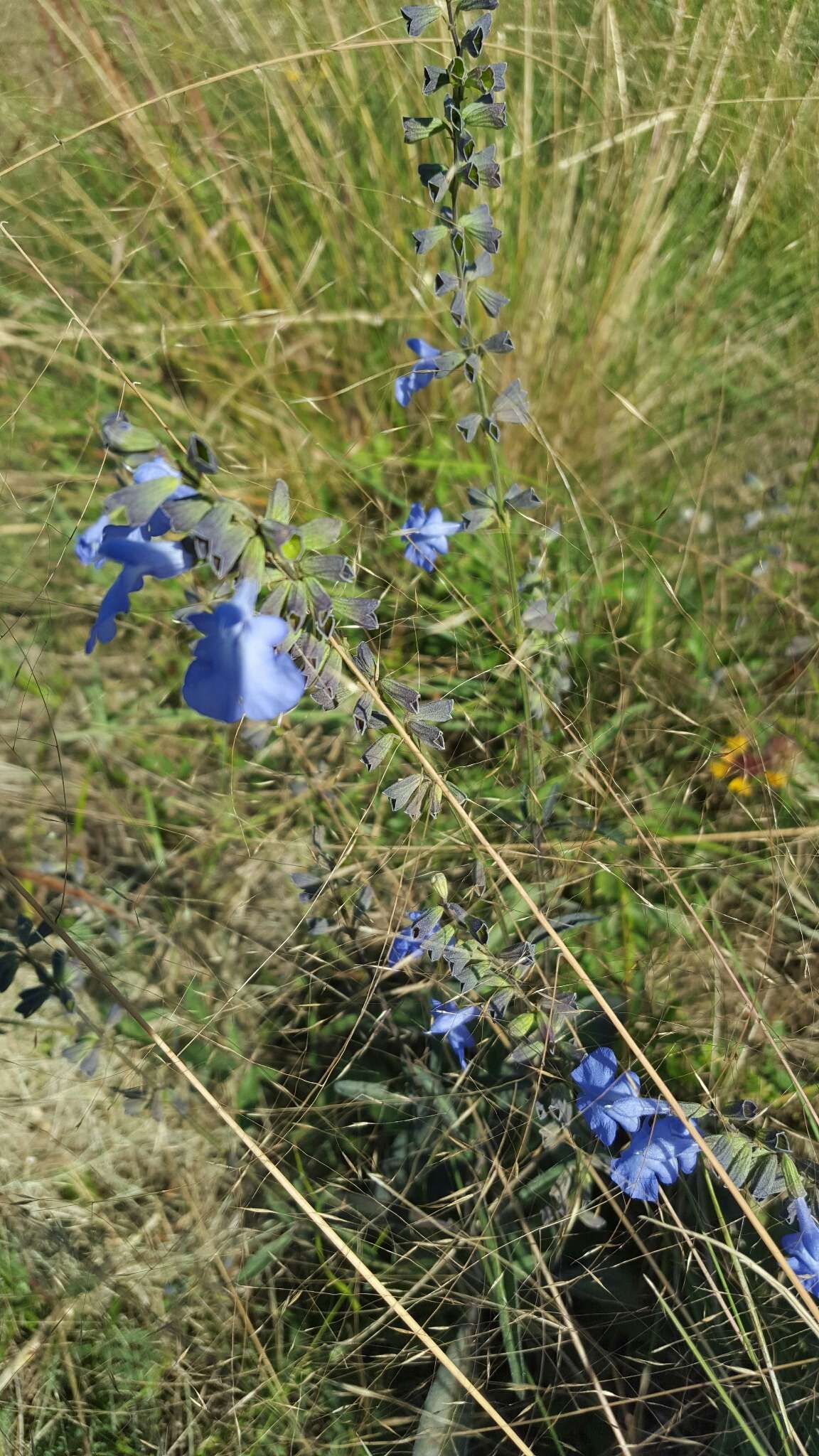 Image of azure blue sage