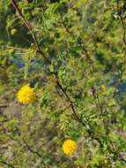 Слика од Vachellia farnesiana var. pinetorum (F. J. Herm.) Seigler & Ebinger