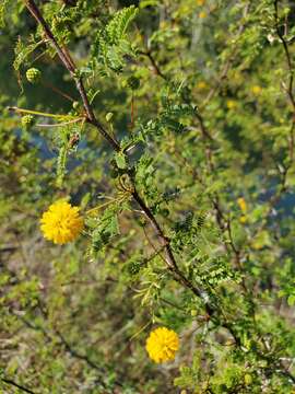 Image of pineland acacia