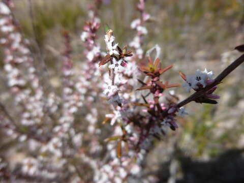 Image of Leucopogon ericoides (Sm.) R. Br.