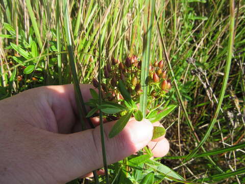 Image of Round-Seed St. John's-Wort