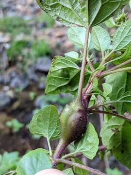 Image of Eupatorium gall midge