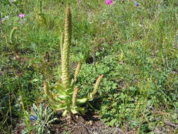 Image of Orostachys malacophylla (Pall.) Fisch.