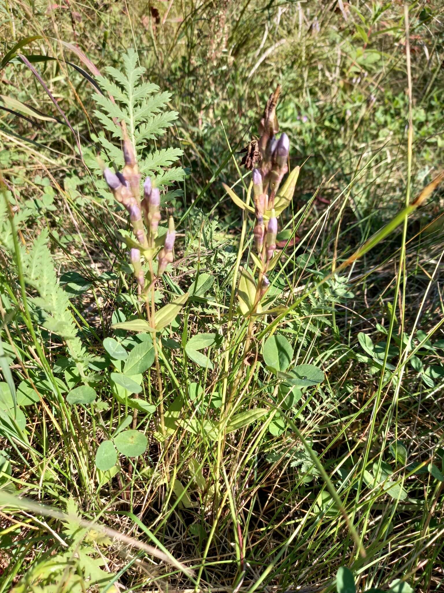 Image of eared dwarf gentian