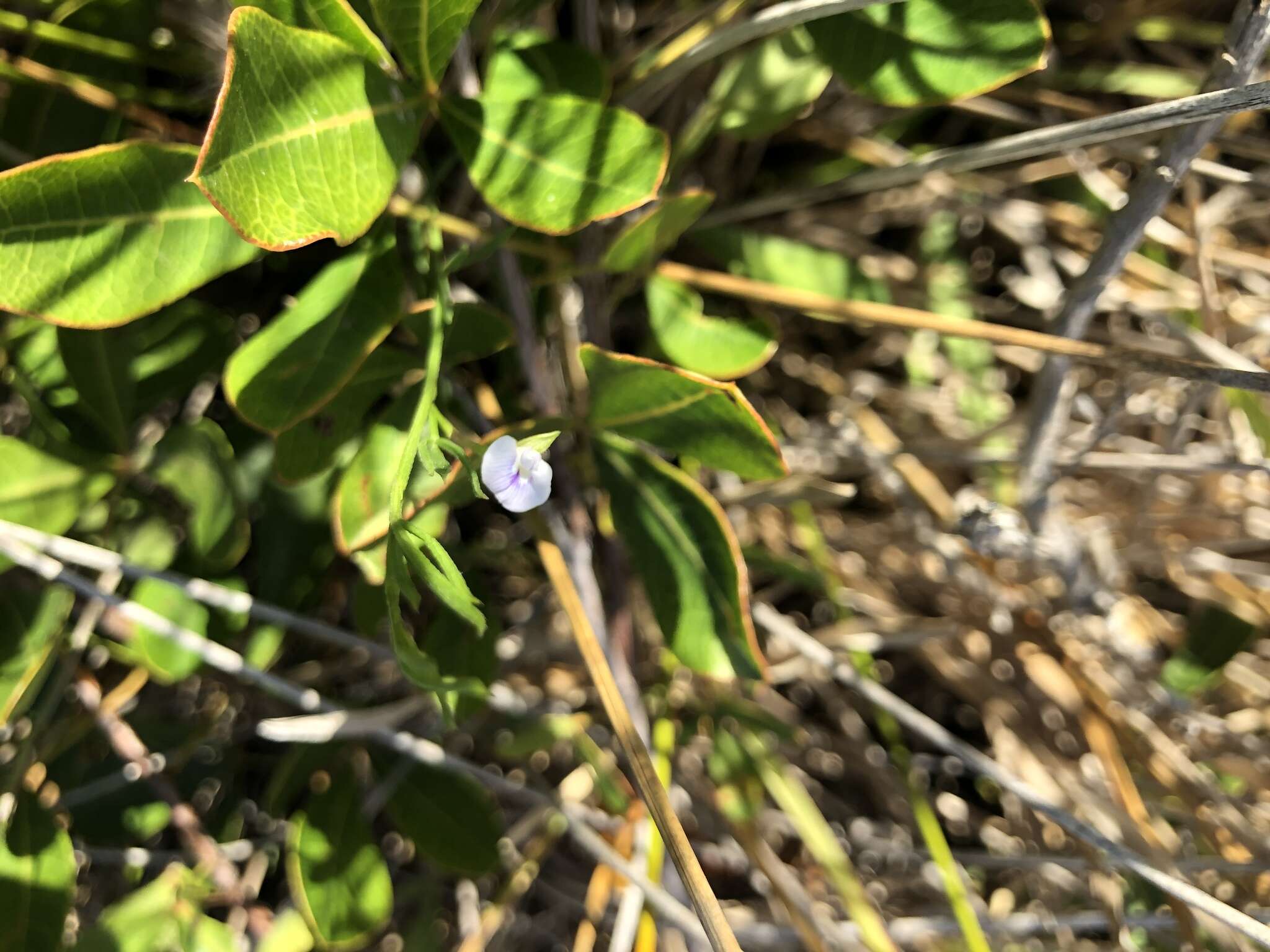 Image of Psoralea glaucina Harv.