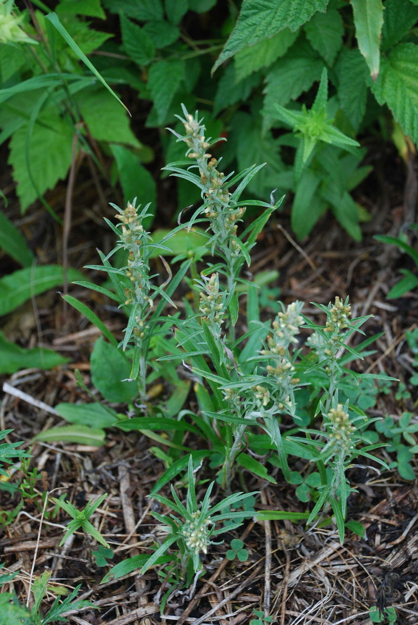 Image of heath cudweed