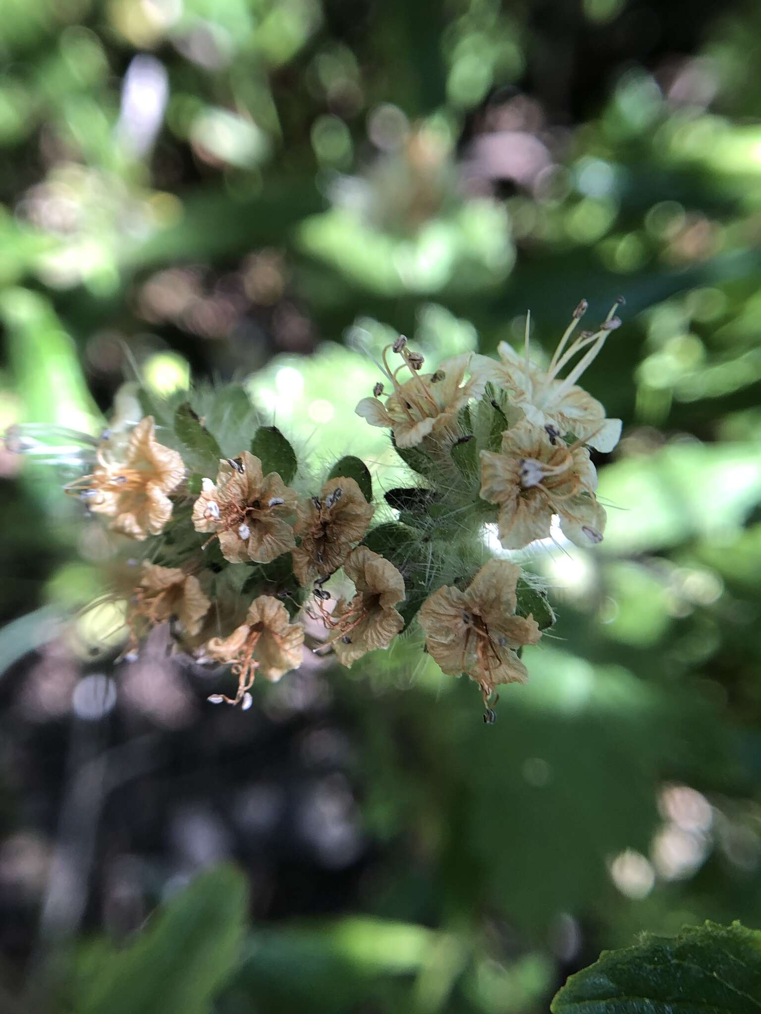 Image of stinging phacelia