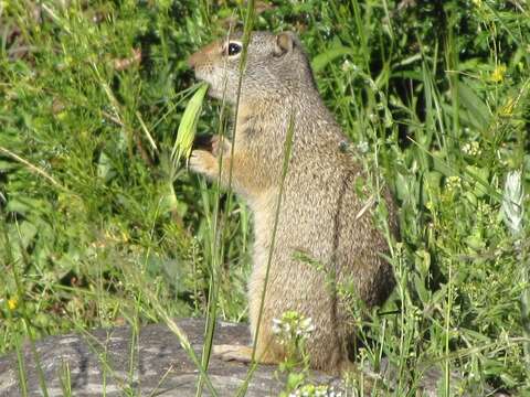 Image of Uinta ground squirrel