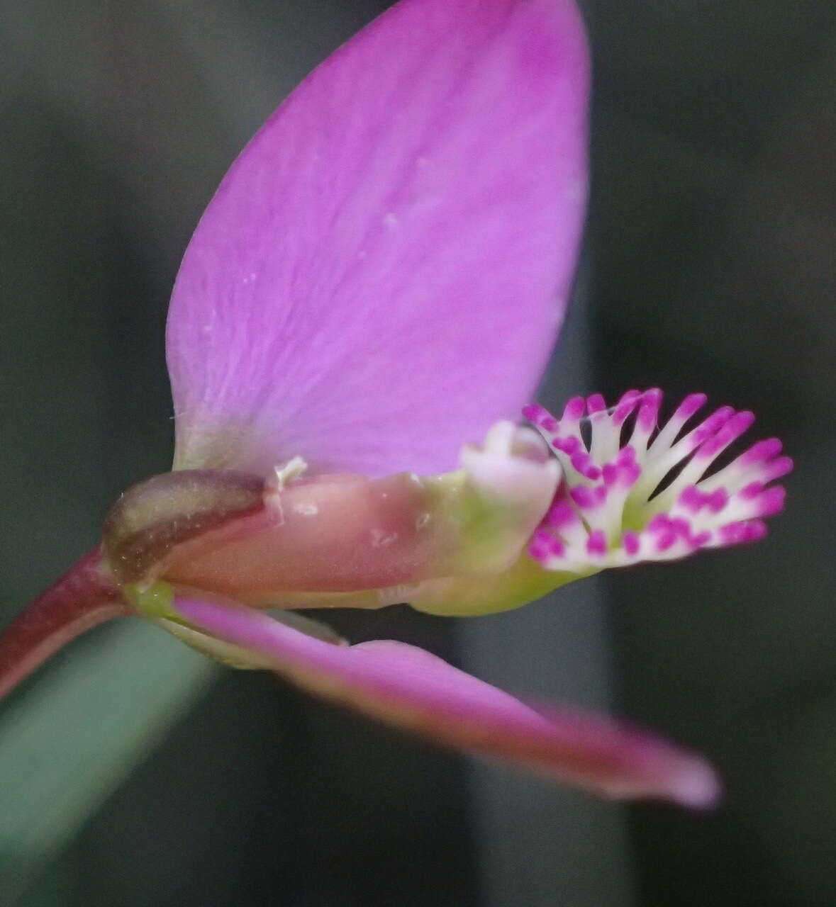 Image of Polygala triquetra Presl