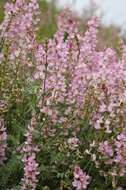 Sivun Astragalus macropterus DC. kuva