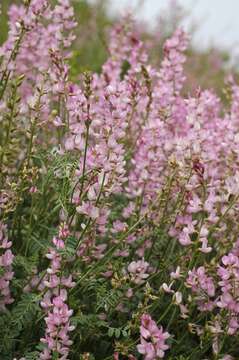 Imagem de Astragalus macropterus DC.