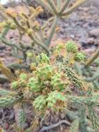 Image of Cylindropuntia alcahes var. burrageana (Britton & Rose) Rebman