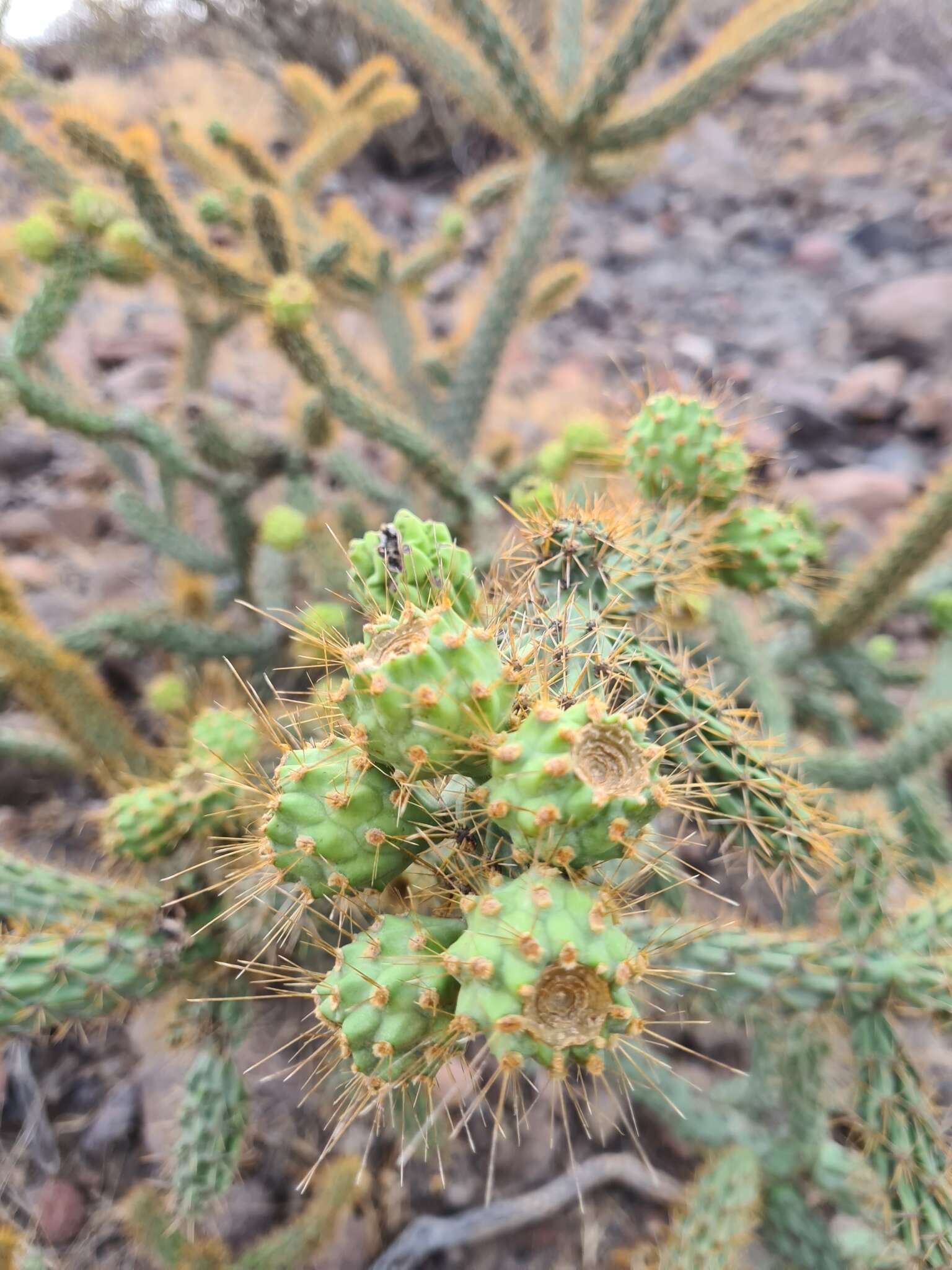 Image of Cylindropuntia alcahes var. burrageana (Britton & Rose) Rebman