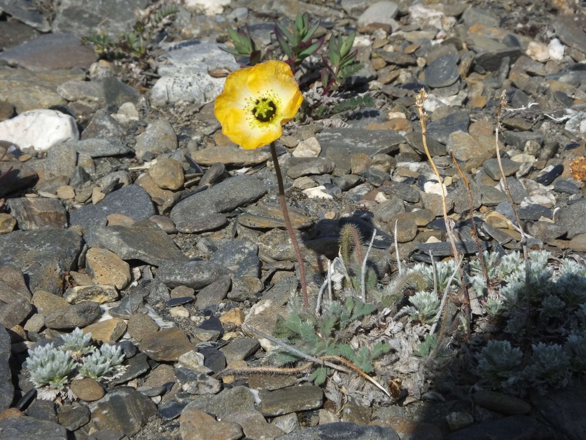 Image of Papaver calcareum V. V. Petrovskii