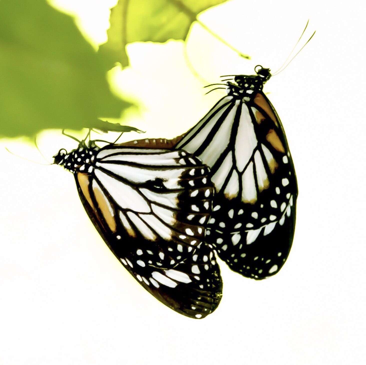 Image de Danaus (Anosia) melanippus subsp. hegesippus Cramer 1777