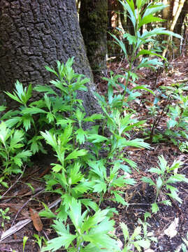 Image of Douglas' sagewort