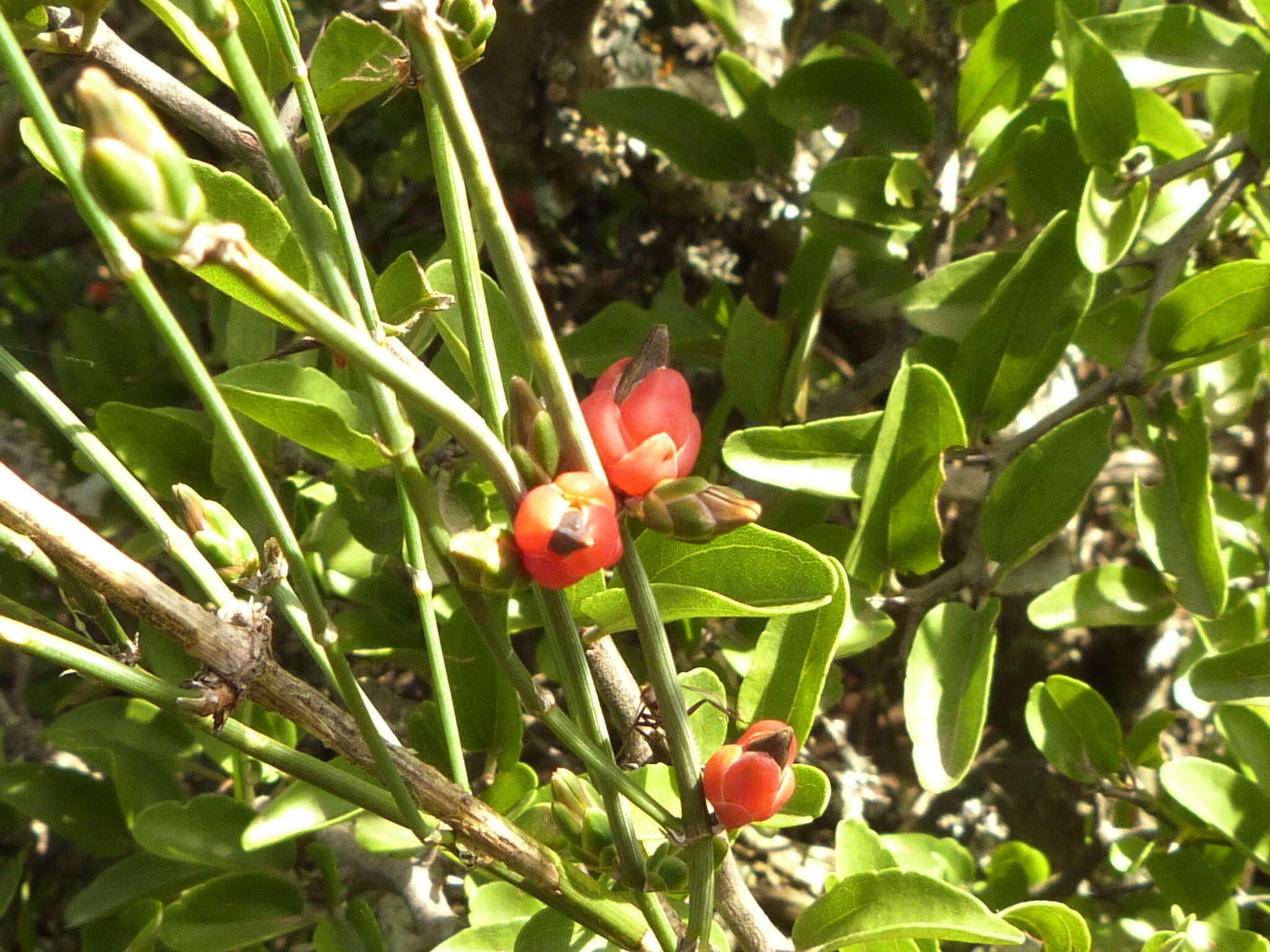 Image of Ephedra triandra Tul.