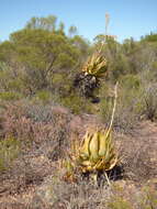 Plancia ëd Aloe glauca Mill.