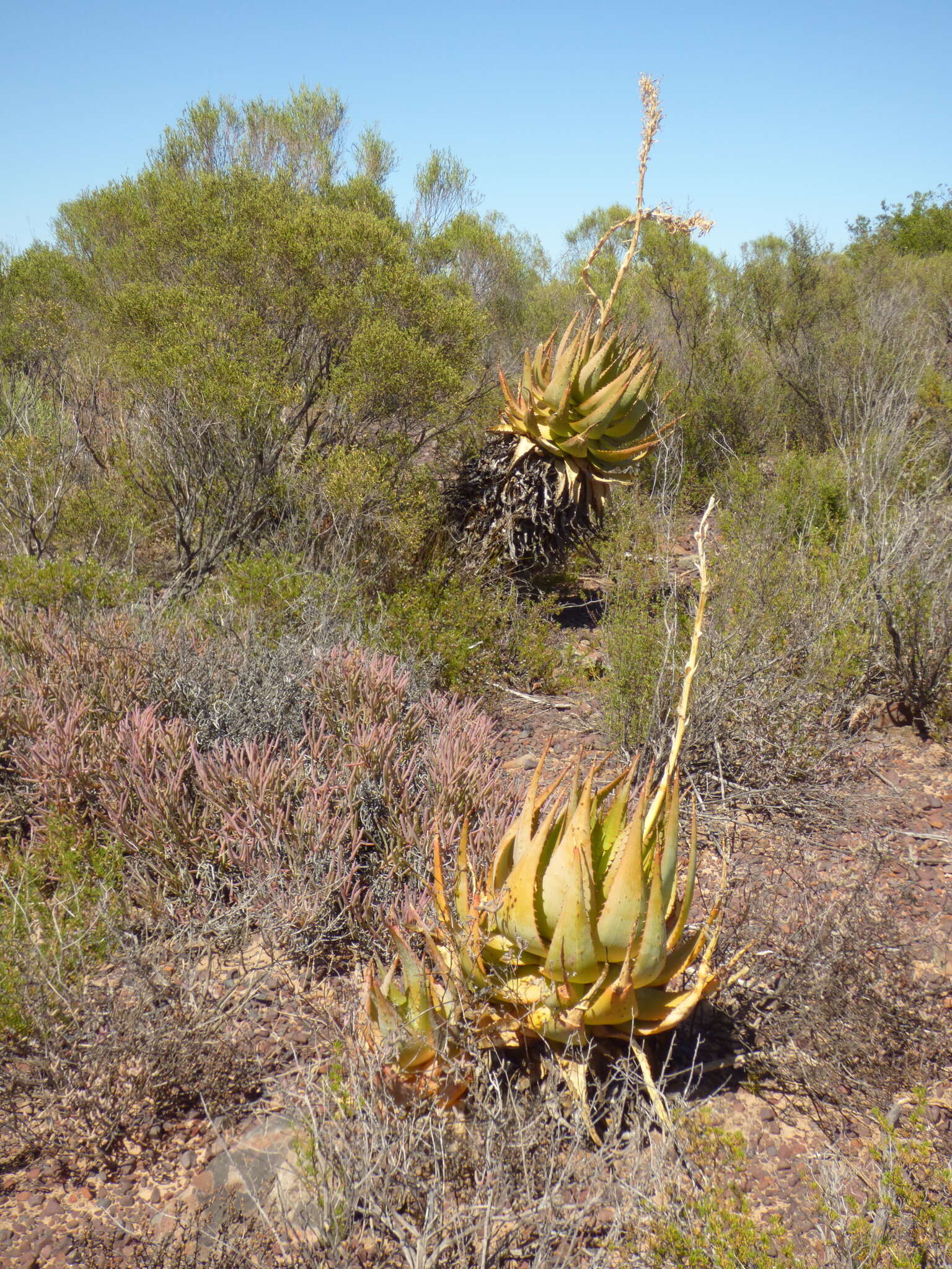 Plancia ëd Aloe glauca Mill.