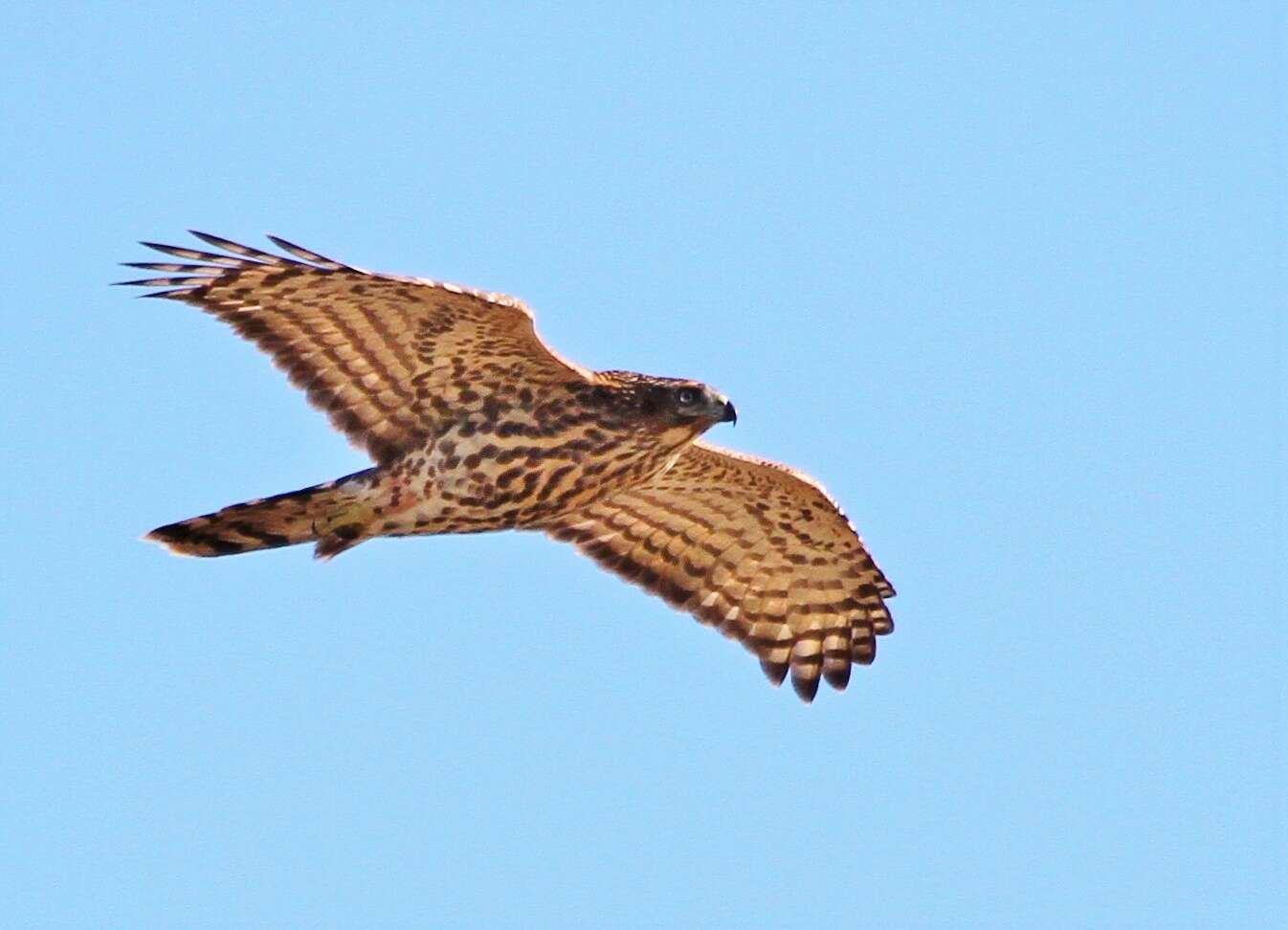 Image of Accipiter gentilis atricapillus (Wilson & A 1812)