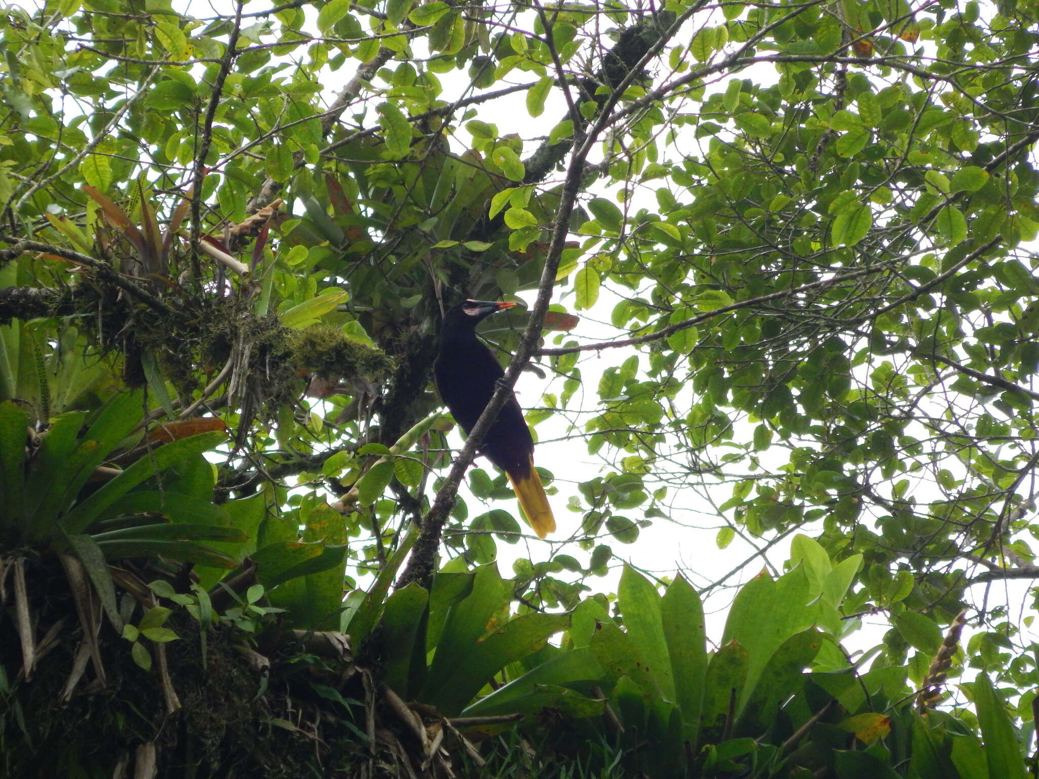 Image of Baudo Oropendola