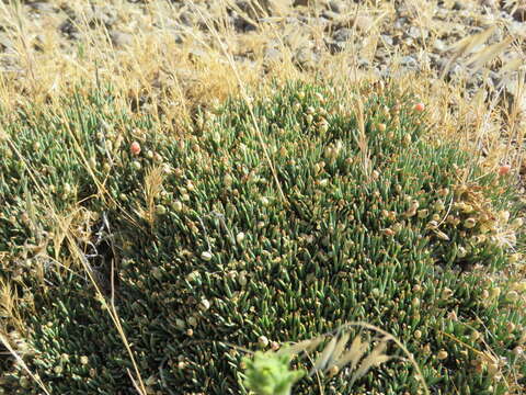 Imagem de Ephedra frustillata Miers