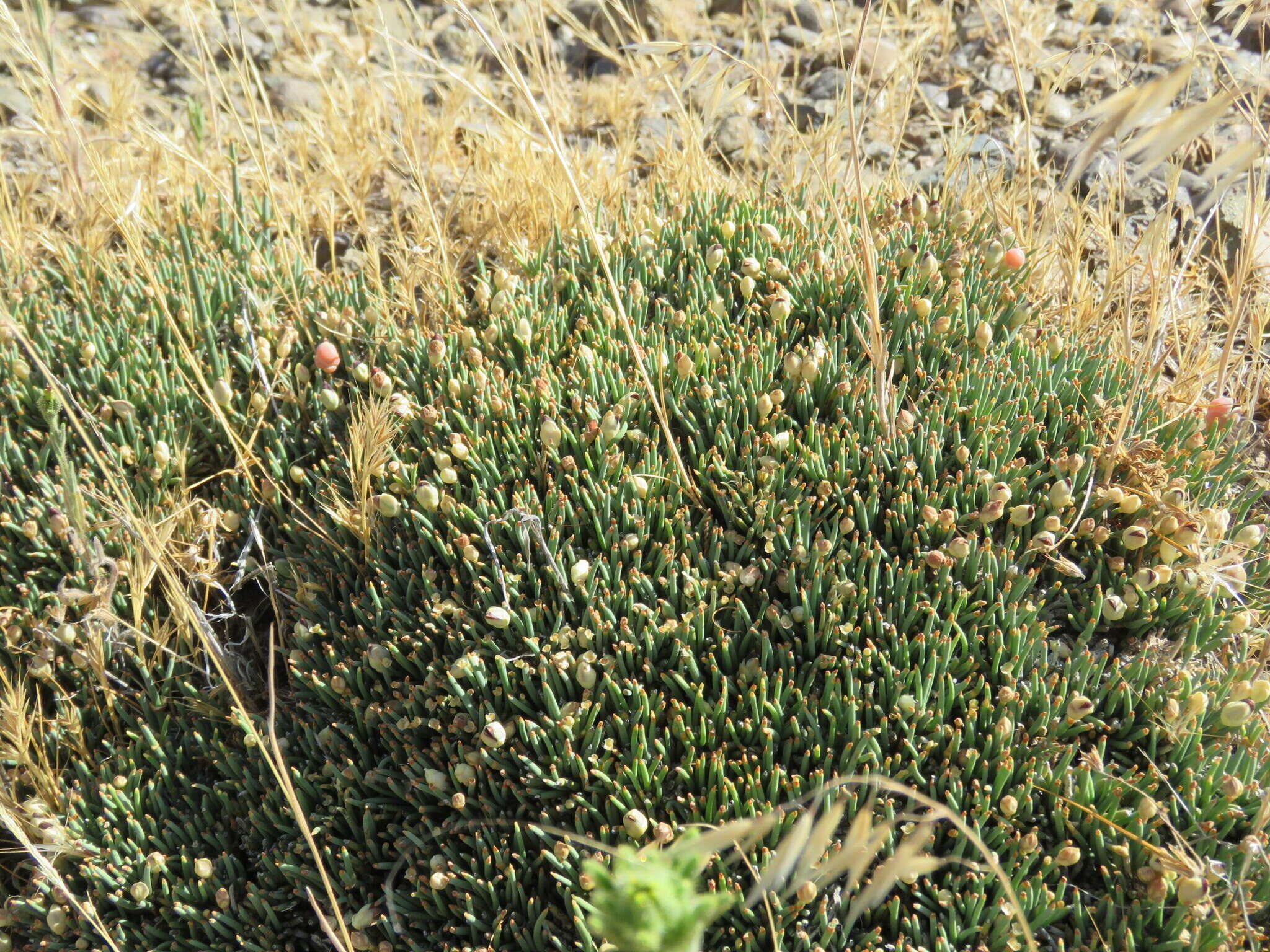 Image of Ephedra frustillata Miers