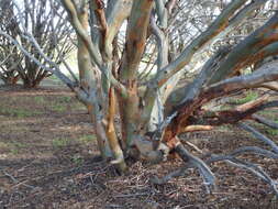 Image of eucalyptus