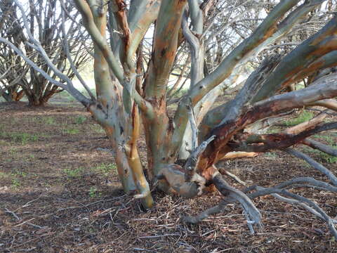 صورة Eucalyptus spathulata subsp. spathulata