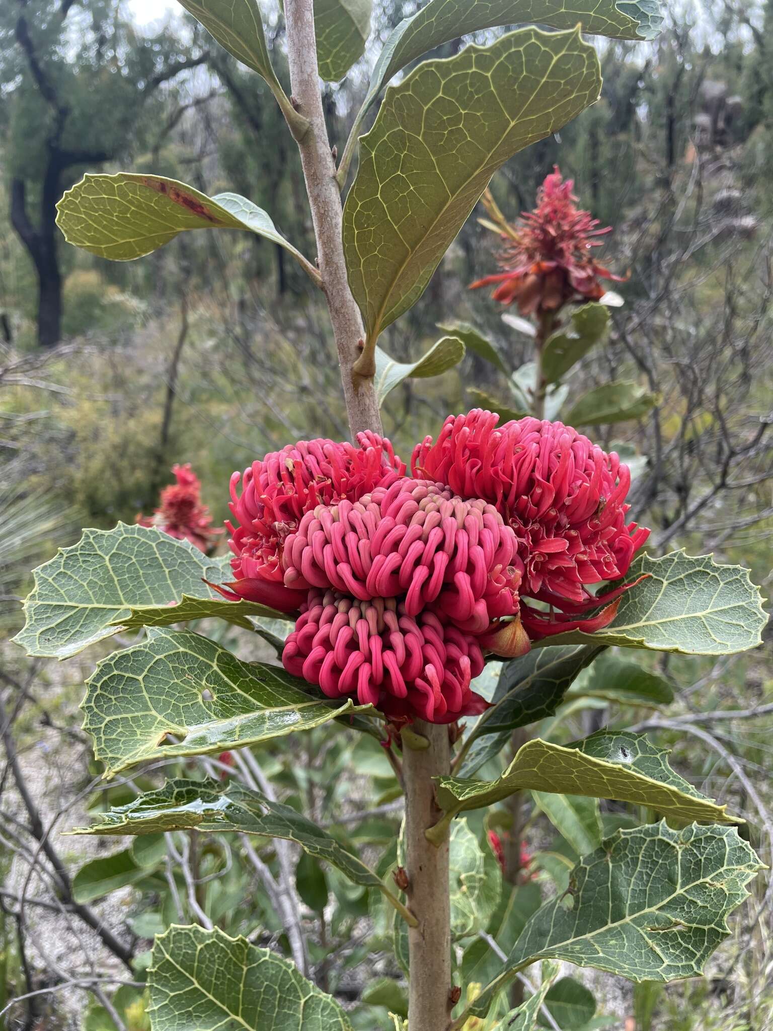 Image of Telopea aspera M. D. Crisp & P. H. Weston