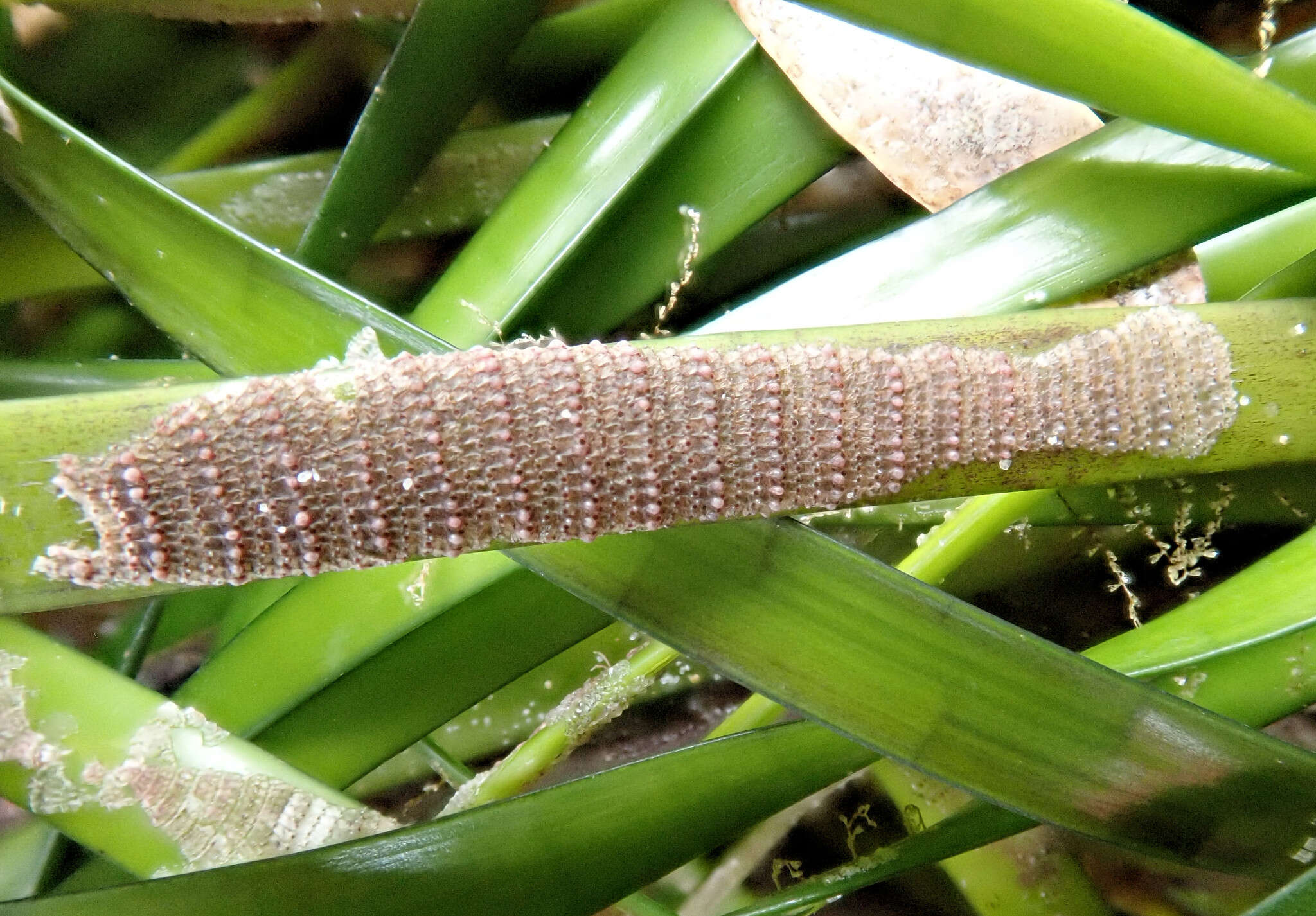 Image of Thairopora mamillaris (Lamouroux 1816)