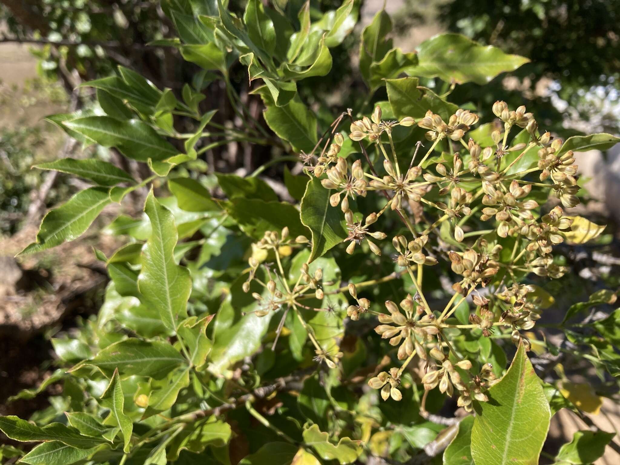 Heteromorpha arborescens var. abyssinica (Hochst. ex Rich.) H. Wolff的圖片