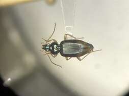 Plancia ëd Bembidion (Asioperyphus) postremum Say 1830