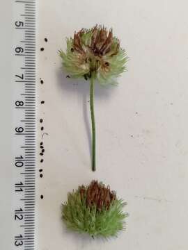 Image of false ironwort